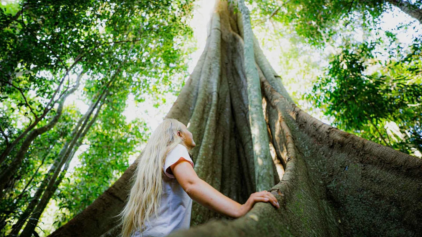 Mary Cairncross Rainforest Walk (Maleny)